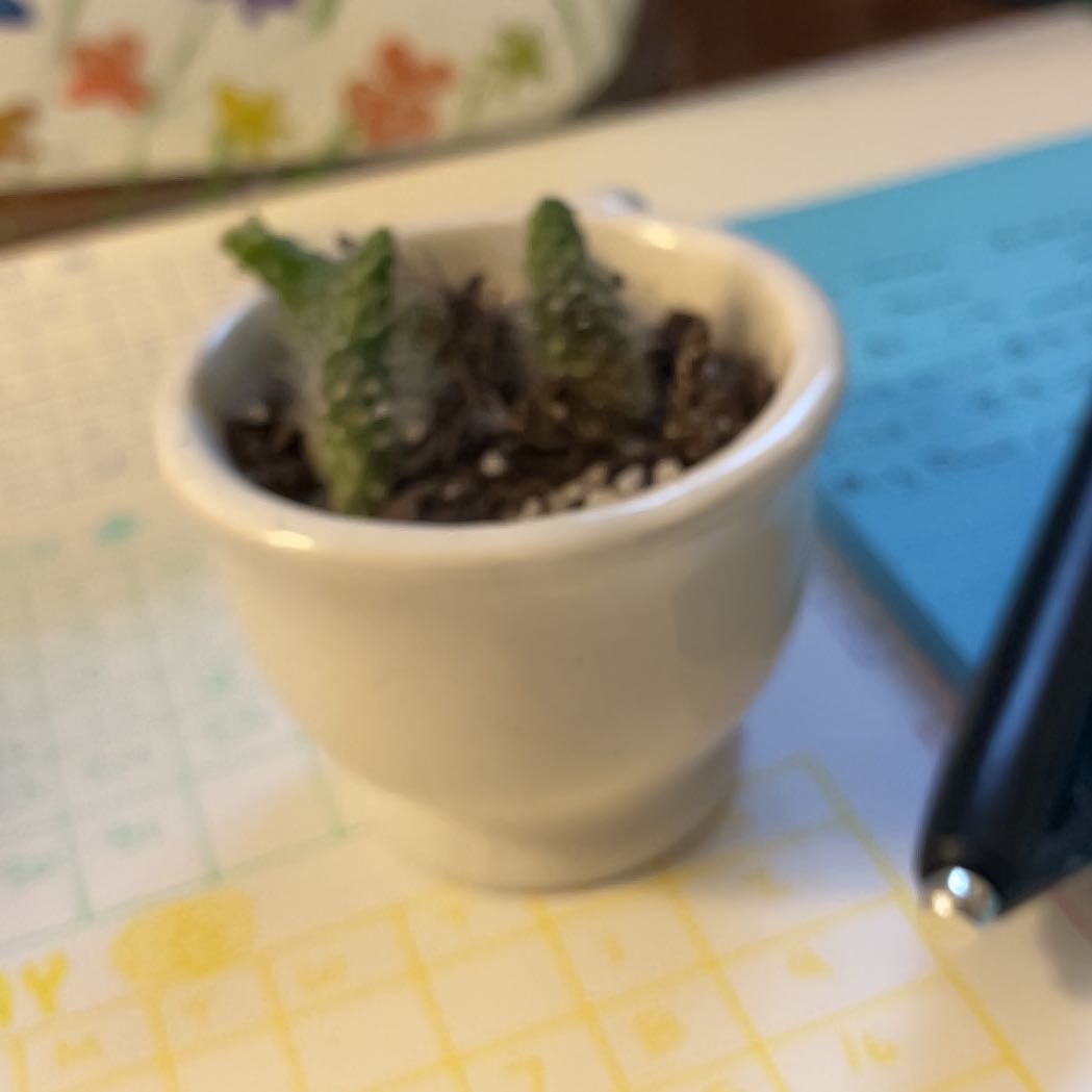 Photo of the plant species Snow Fuzzy by @ZanyGuzmania71 named Miley on Greg, the plant care app