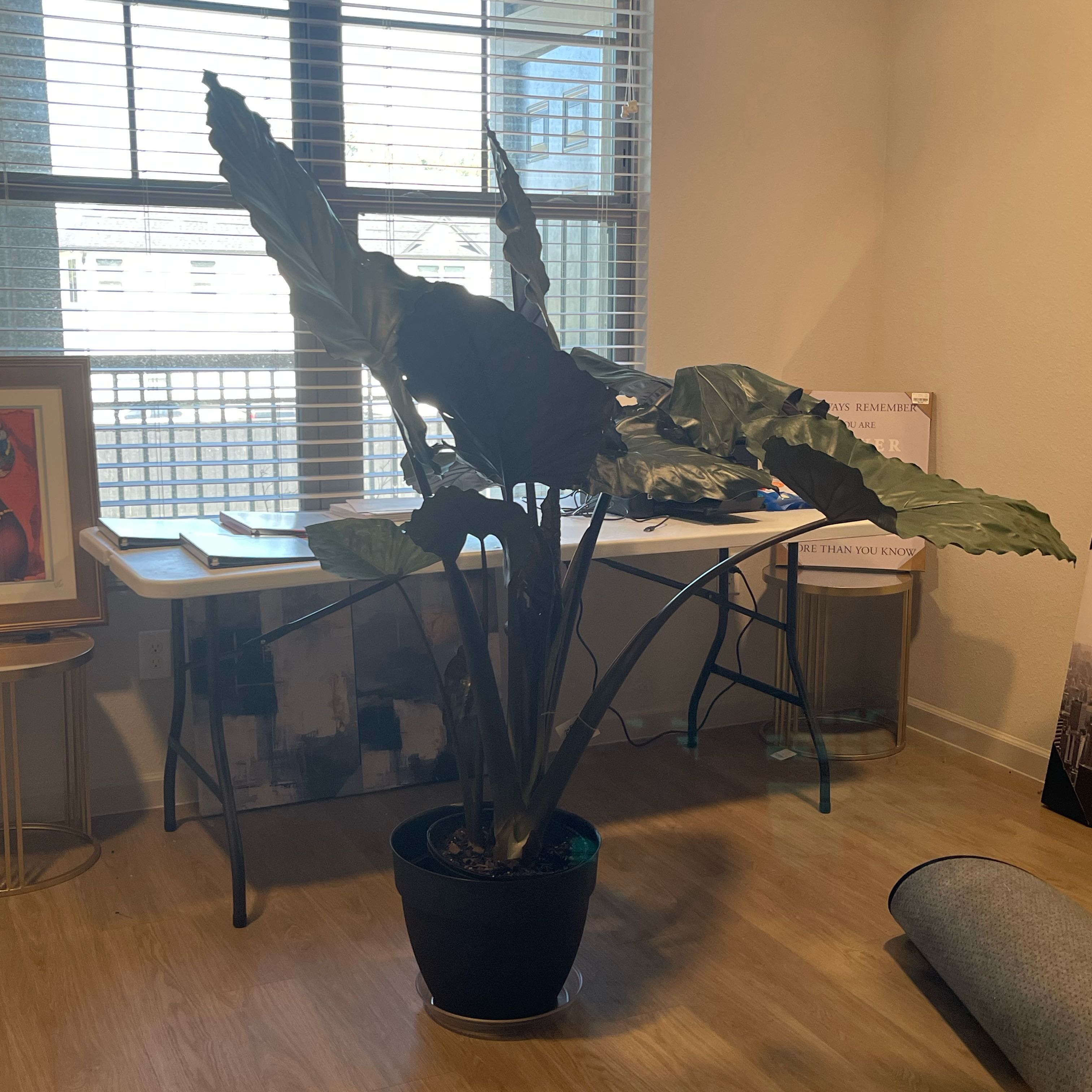 Photo of the plant species Alocasia Metalhead by @ComicTauhinu71 named Lola Green on Greg, the plant care app
