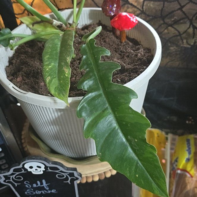 Photo of the plant species Philodrendron Ring Of Fire by @GnarlySquash14 named Naomi on Greg, the plant care app