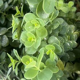 Photo of the plant species Thyme-Leafed Gratiola by @RelaxedWinika57 named Treeyoncé on Greg, the plant care app