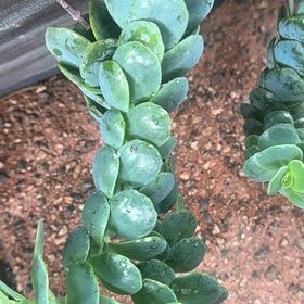 Photo of the plant species Dalmatian Toadflax by @RelaxedWinika57 named Bigleef Smalls on Greg, the plant care app