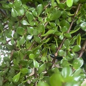Photo of the plant species Acorn Peperomia by @RelaxedWinika57 named Planty on Greg, the plant care app