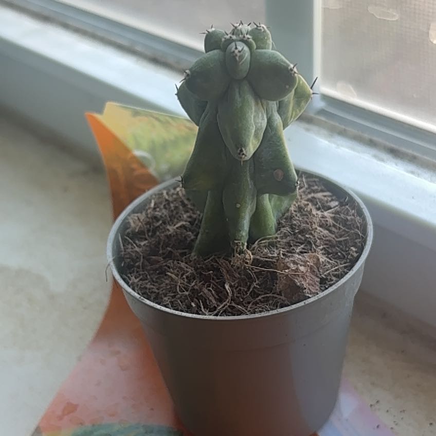 Photo of the plant species Boobie cactus by @SlickLichen40 named Ruben on Greg, the plant care app