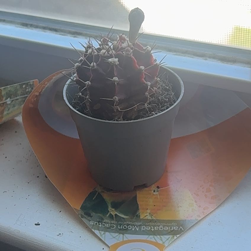 Photo of the plant species Variegated Moon Cactus by @SlickLichen40 named Wally on Greg, the plant care app