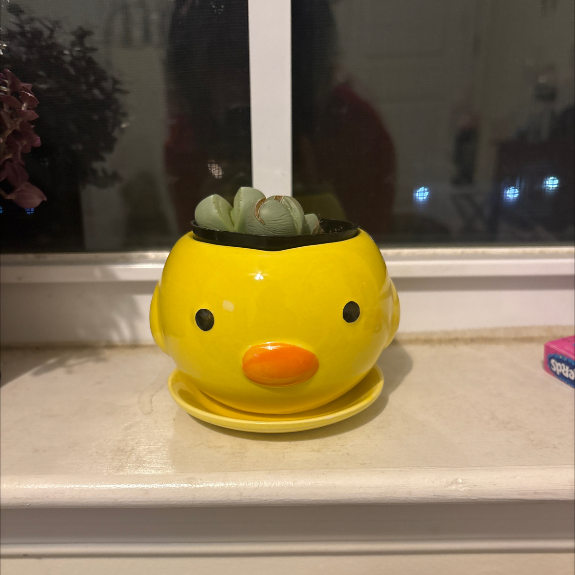 Photo of the plant species Argyroderma spp. by @SlickLichen40 named Winston on Greg, the plant care app