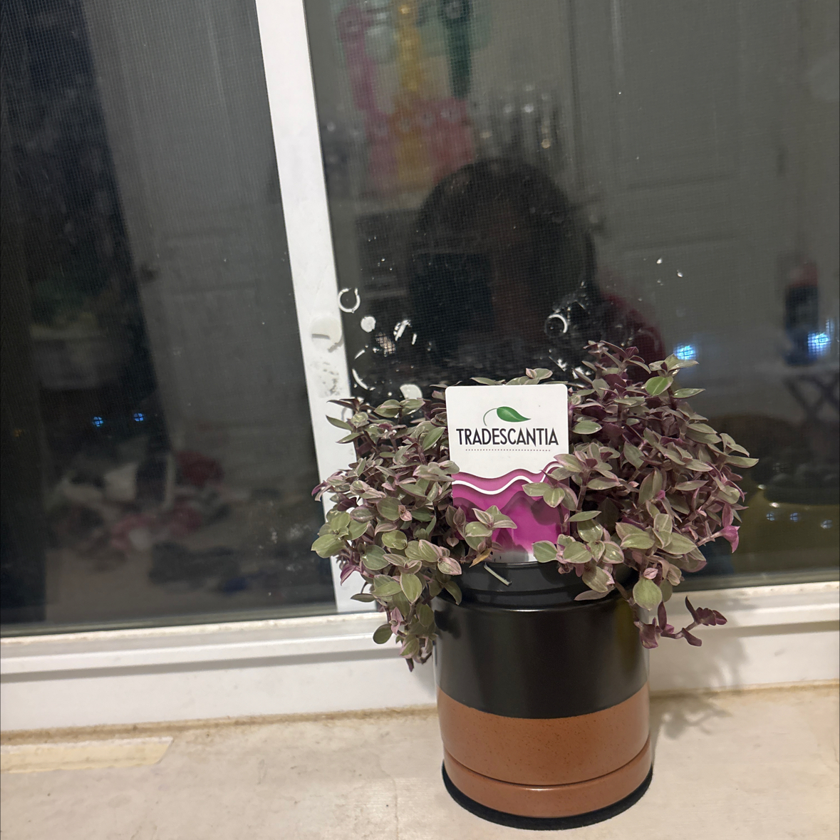 Photo of the plant species Tradescantia Pink Panther by @SlickLichen40 named Robert on Greg, the plant care app