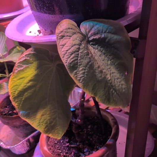 Photo of the plant species Kava by @KeySoybean58 named Kardashian on Greg, the plant care app