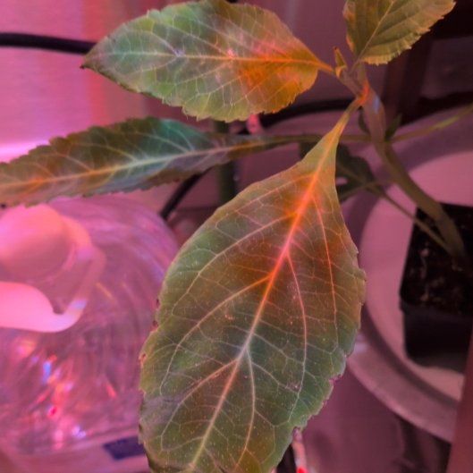 Photo of the plant species Sage of the Diviners by @KeySoybean58 named ChloroPhil on Greg, the plant care app
