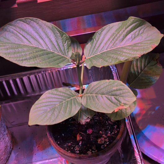 Photo of the plant species Kratom by @KeySoybean58 named Gregarious on Greg, the plant care app
