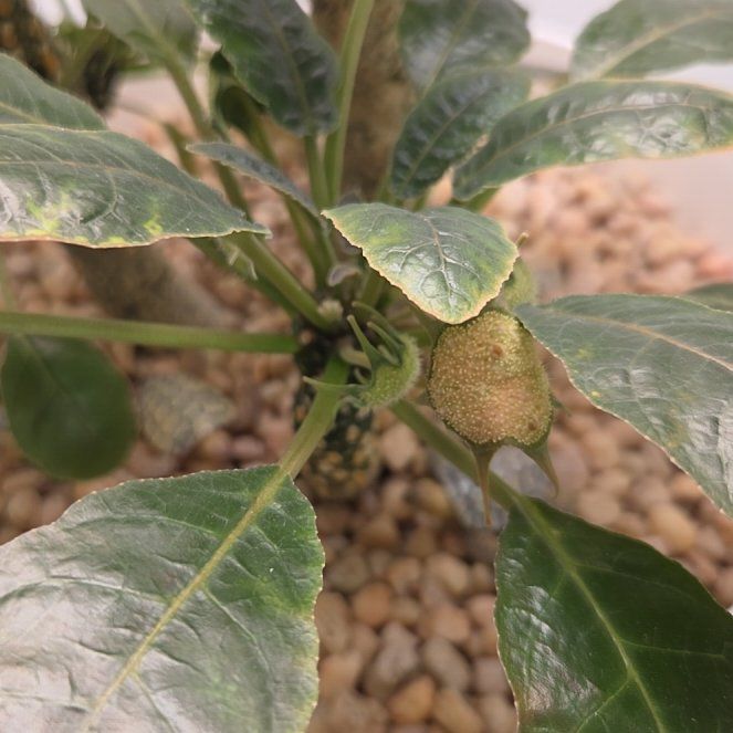 Photo of the plant species Dorstenia foetida ssp. lancifolia by @VivaciousGray85 named Dorsey on Greg, the plant care app
