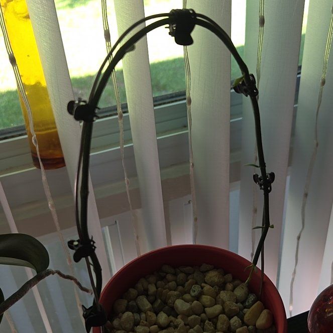 Photo of the plant species Bushman's Pipe by @VivaciousGray85 named Condom on Greg, the plant care app
