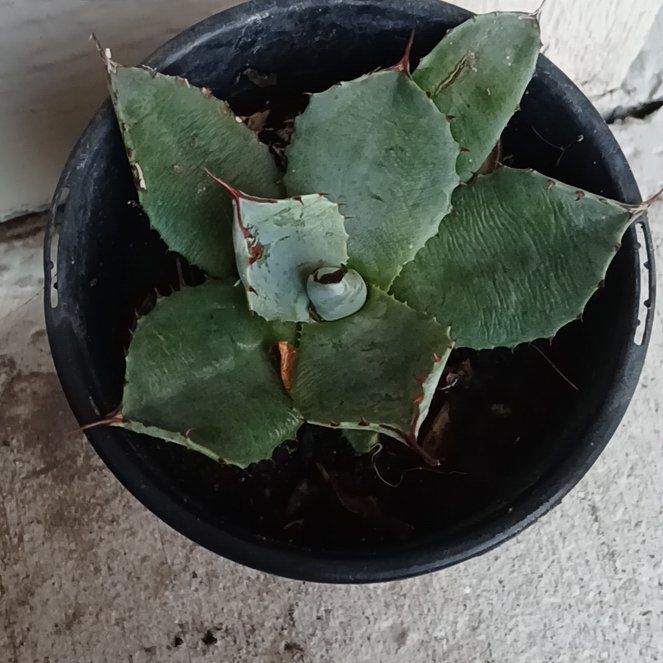 Photo of the plant species Artichoke Agave by @PoeticDovetree named Sahara on Greg, the plant care app