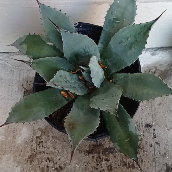 Photo of the plant species Artichoke Agave by @PoeticDovetree named Keanu Leaves on Greg, the plant care app