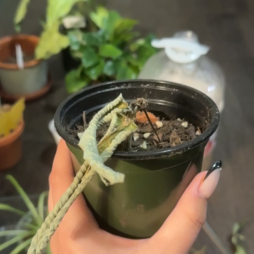 Photo of the plant species Prayer Plant by @IconOkra40 named Curie on Greg, the plant care app