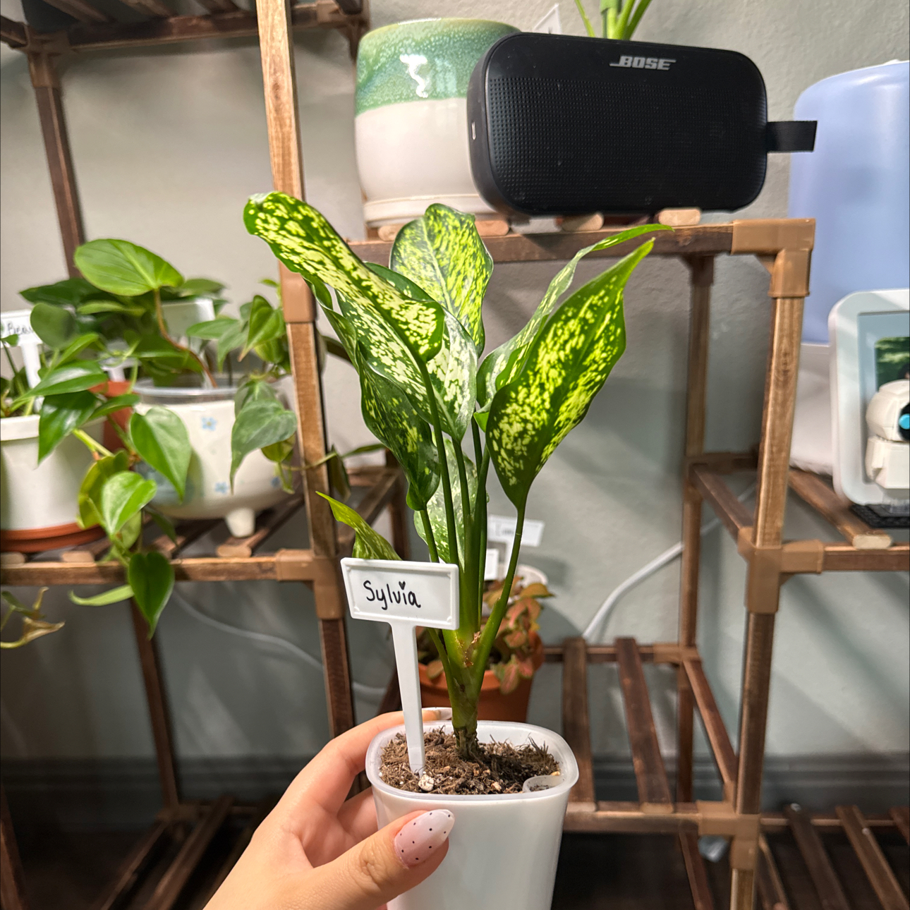 Photo of the plant species Indo-China Aglaonema by @IconOkra40 named Sylvia on Greg, the plant care app
