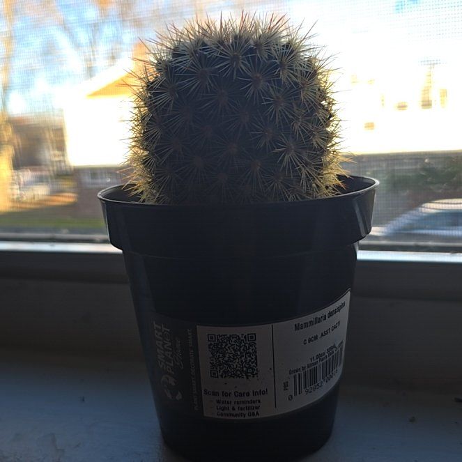 Photo of the plant species Mammillaria decipiens by @AvidFanmoss98 named Peneloupe on Greg, the plant care app