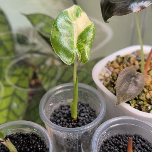 Photo of the plant species Okinawa by @leafitwithsoph named Okinawa on Greg, the plant care app
