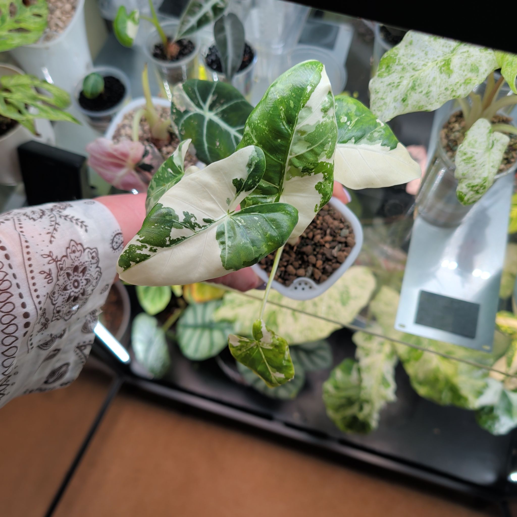 Photo of the plant species Alocasia Variagated by @leafitwithsoph named Mollie on Greg, the plant care app