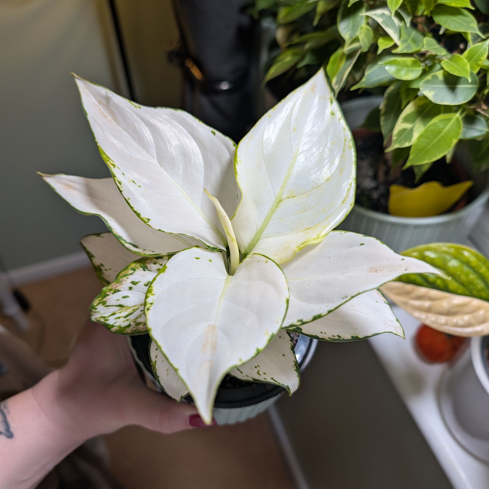 Photo of the plant species Aglaonema 'Beauty' by @leafitwithsoph named Aglaonema Beauty on Greg, the plant care app