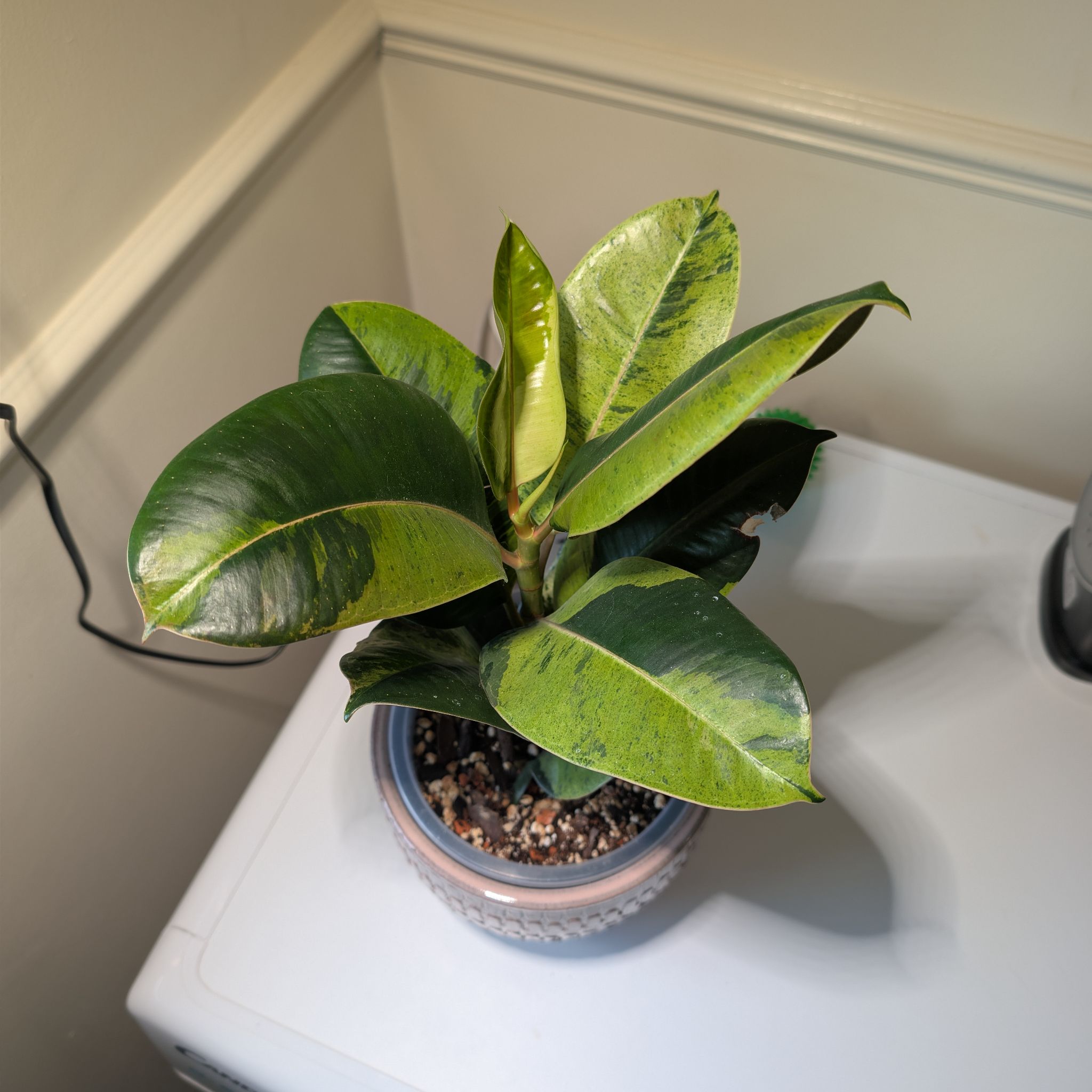 Photo of the plant species Ficus shivereana 'Moonshine' Variegated by @leafitwithsoph named Shivereana Moonshine on Greg, the plant care app
