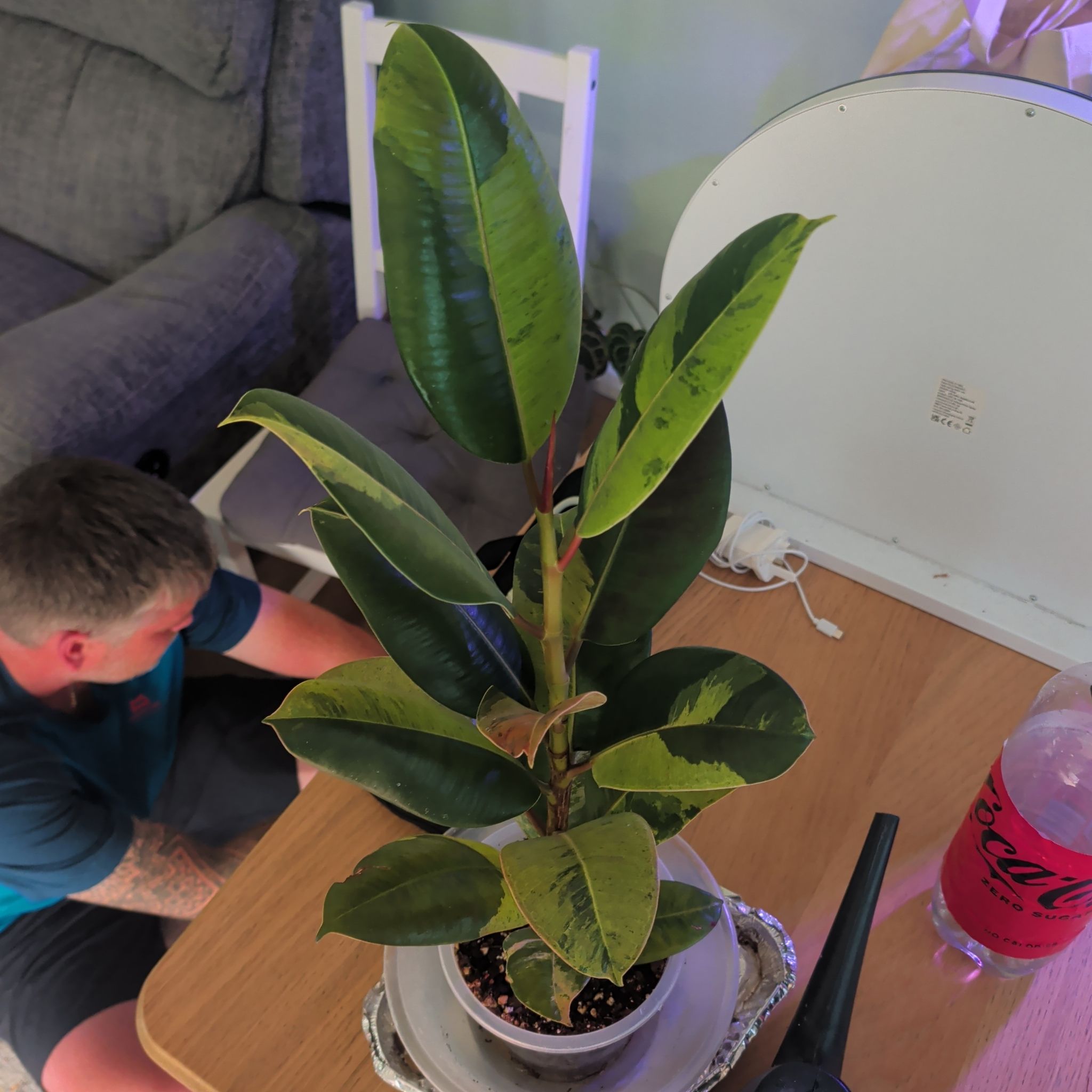Photo of the plant species Ficus shivereana 'Moonshine' Variegated by @leafitwithsoph named Shivereana Moonshine on Greg, the plant care app