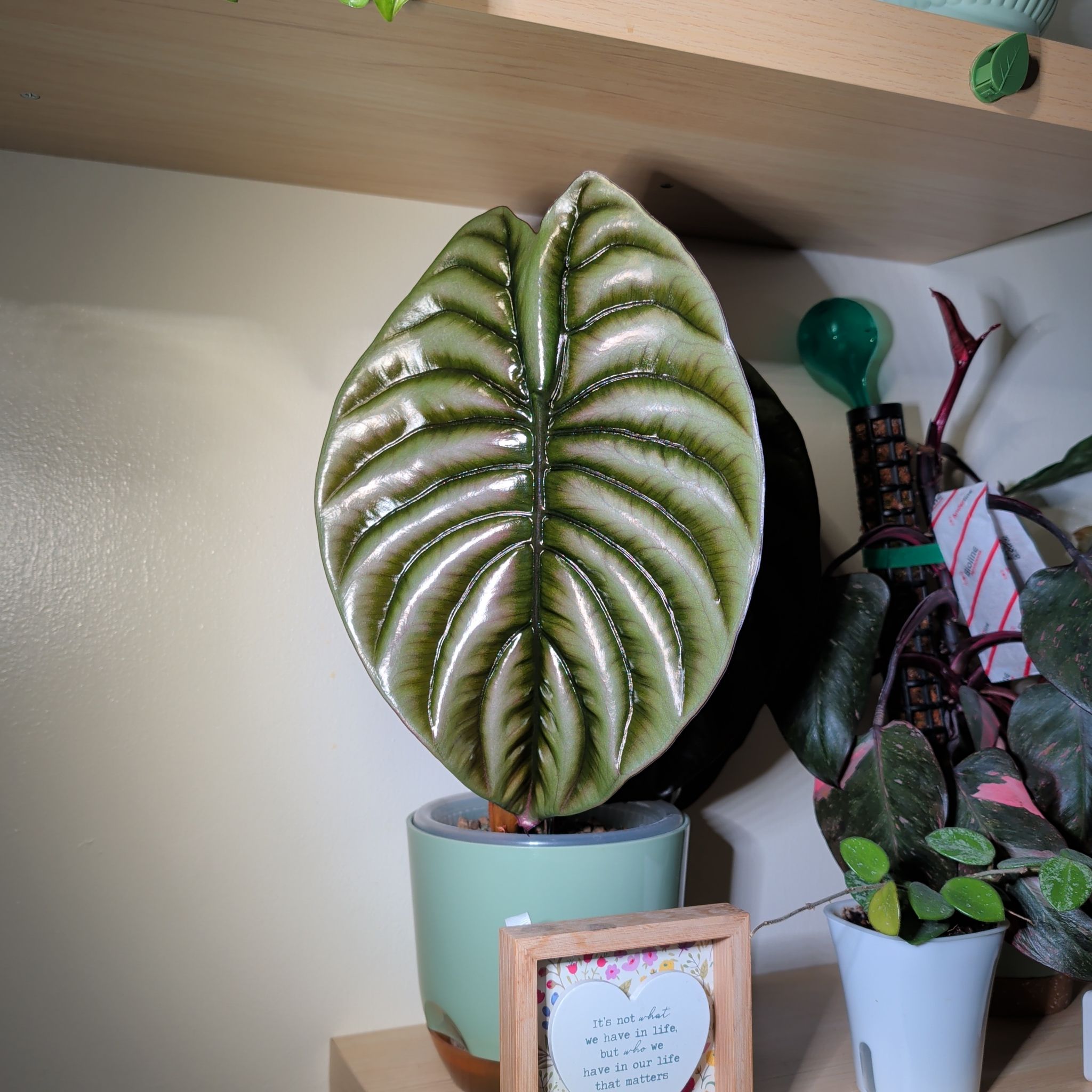 Photo of the plant species Alocasia Red Cuprea by @leafitwithsoph named Alocasia Red Cuprea on Greg, the plant care app
