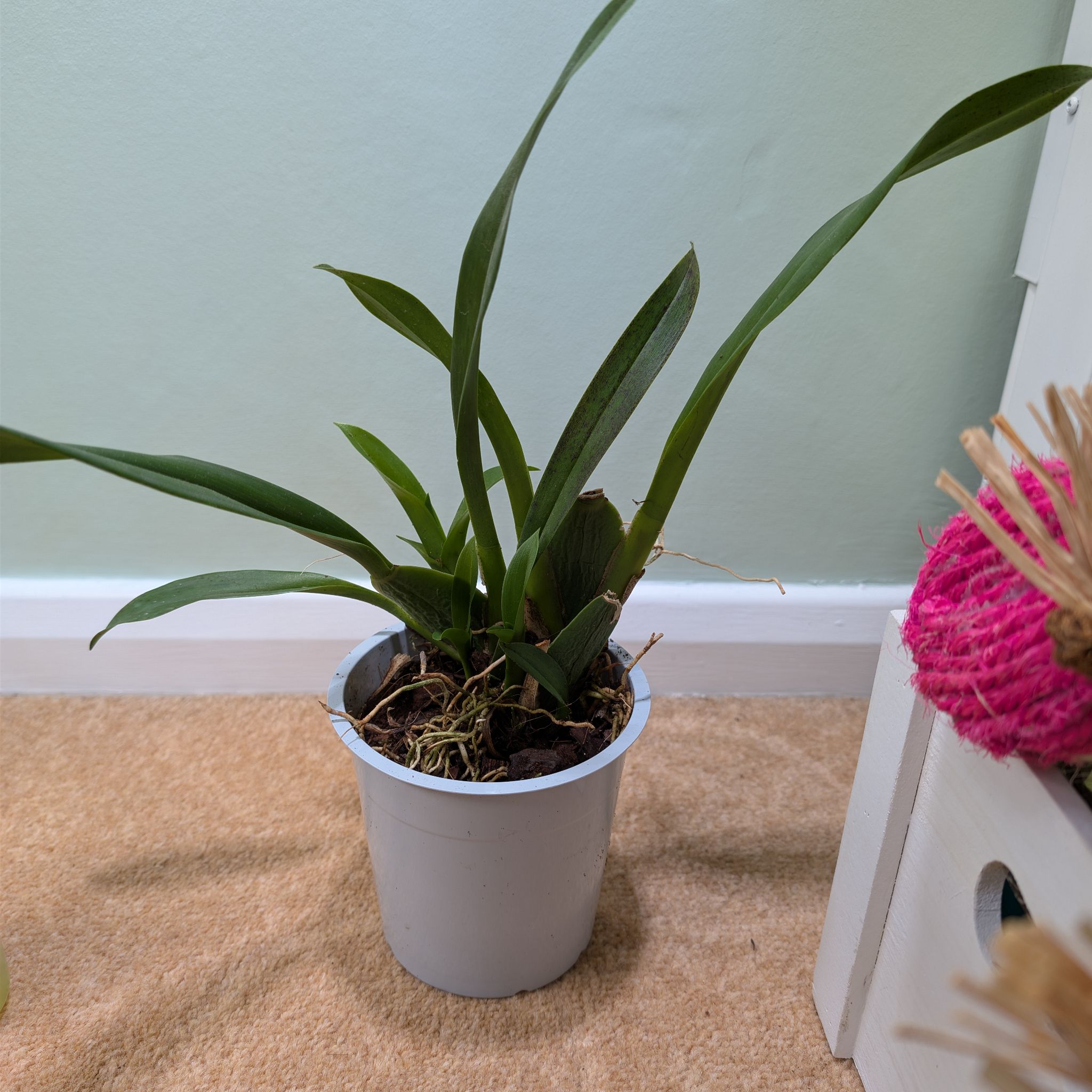 Photo of the plant species Cambria Orchid by @leafitwithsoph named Cambria Orchid on Greg, the plant care app