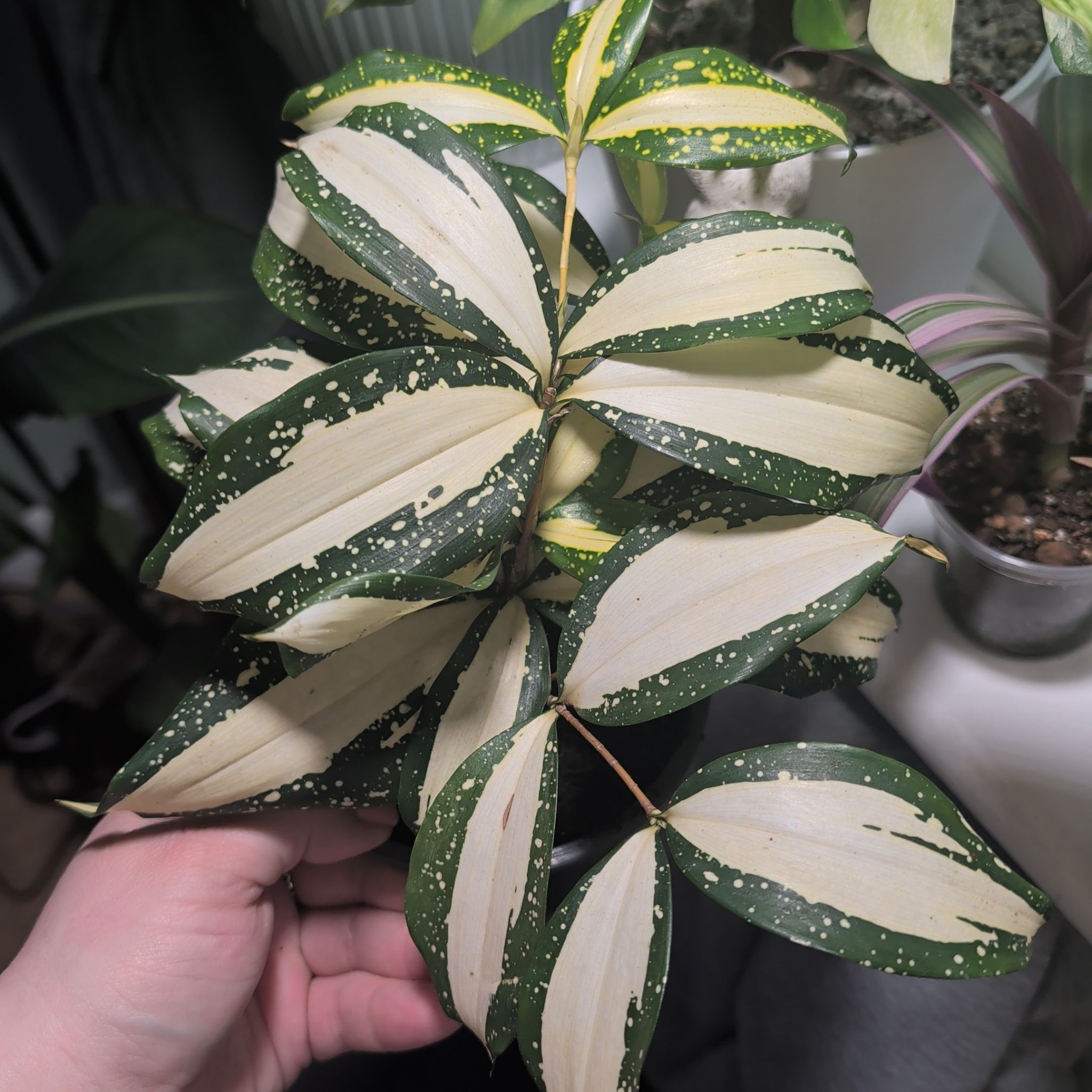 Photo of the plant species Dracaena 'Milky Way' by @leafitwithsoph named Dracaena 'Milky Way' on Greg, the plant care app