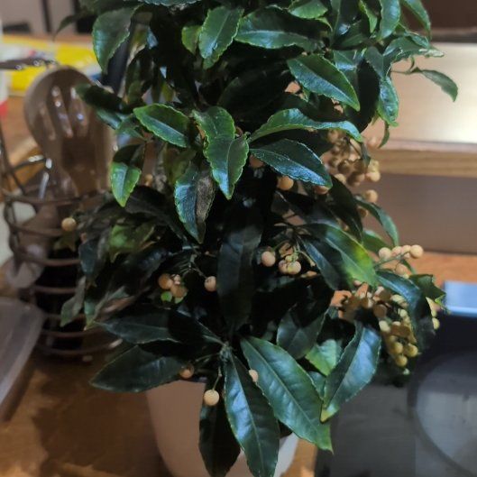 Photo of the plant species Christmas Berry by @AboundingDamsii named Harry on Greg, the plant care app