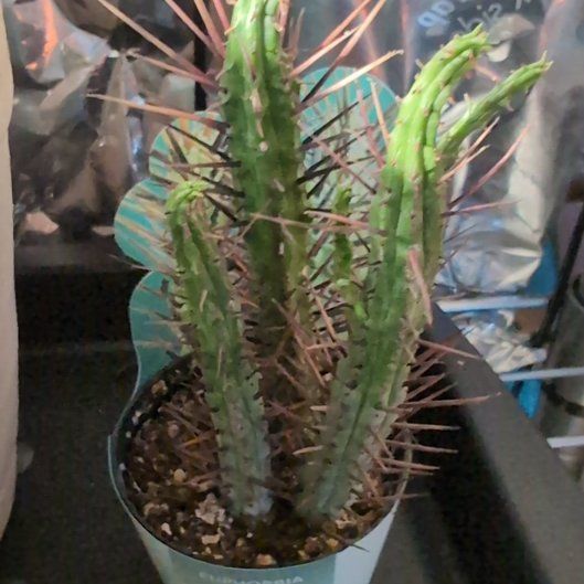 Photo of the plant species Euphorbia enopia by @ZarfLoquat86 named Austen on Greg, the plant care app