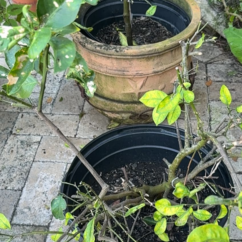 Photo of the plant species American Black Nightshade by @SolidPlanty91 named Eva on Greg, the plant care app