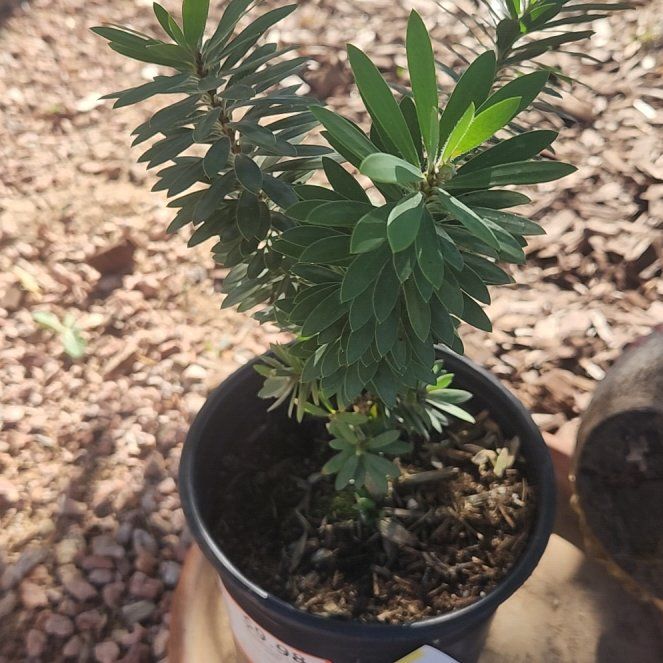 Photo of the plant species Little John Dwarf Bottlebrush by @SpeedyNeslia23 named Drake on Greg, the plant care app