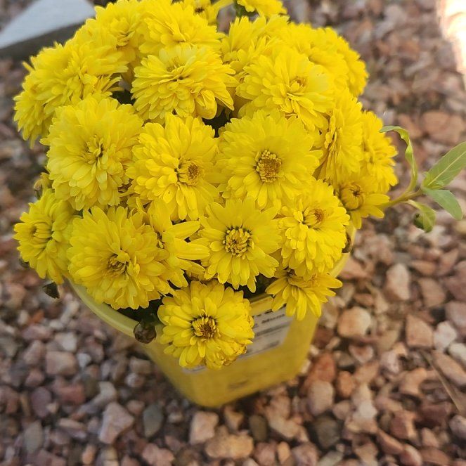 Photo of the plant species Mum by @SpeedyNeslia23 named Tolkien on Greg, the plant care app