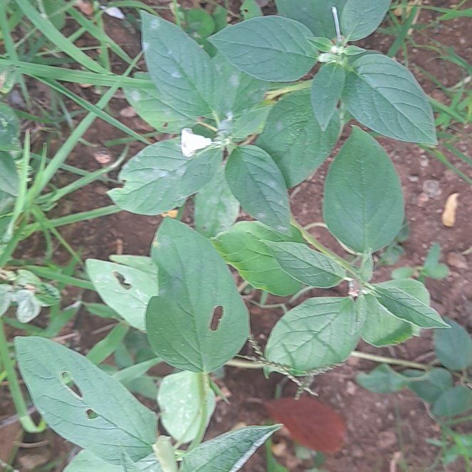 Photo of the plant species Parietaria Judaica by @FabRuby9 named Doja Cat on Greg, the plant care app