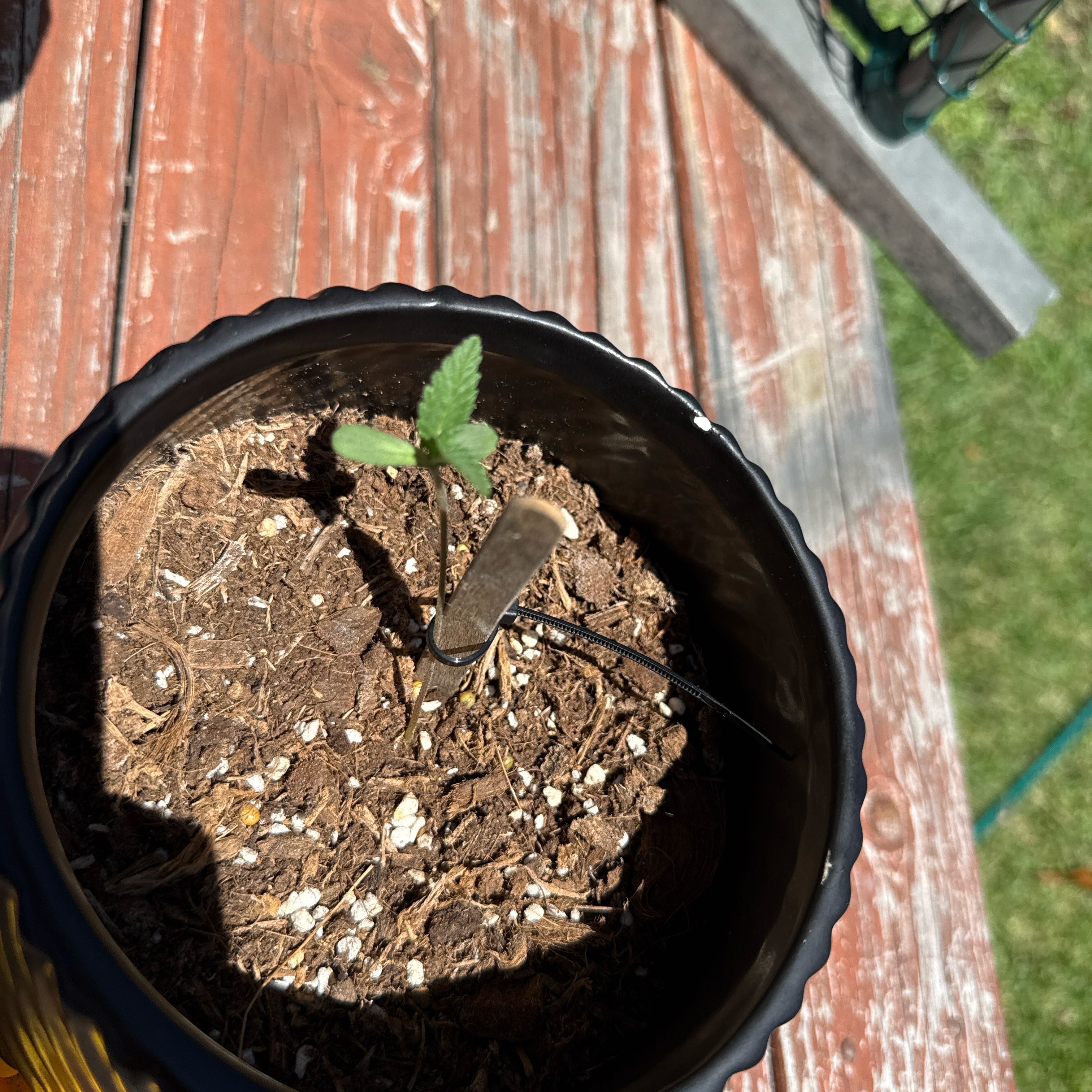 Sage