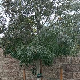 Photo of the plant species Raywood Ash by @KeyTimeout39 named Nithin on Greg, the plant care app