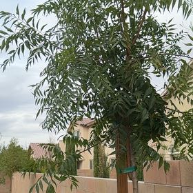 Photo of the plant species Chinese Pistache by @KeyTimeout39 named Apollo on Greg, the plant care app