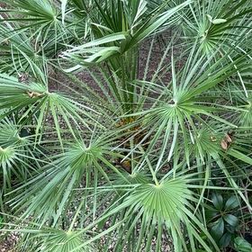 Photo of the plant species Saw Palmetto by @KeyTimeout39 named Surya on Greg, the plant care app