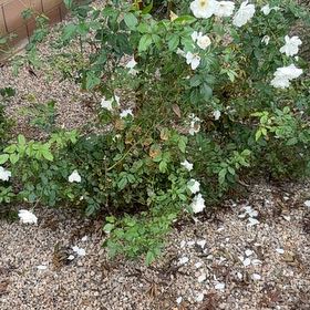 Photo of the plant species Scotch Rose by @KeyTimeout39 named Baesil on Greg, the plant care app