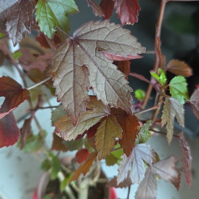 Photo of the plant species Hibiscus acetosella by @ExaltedBulrush named Drake on Greg, the plant care app