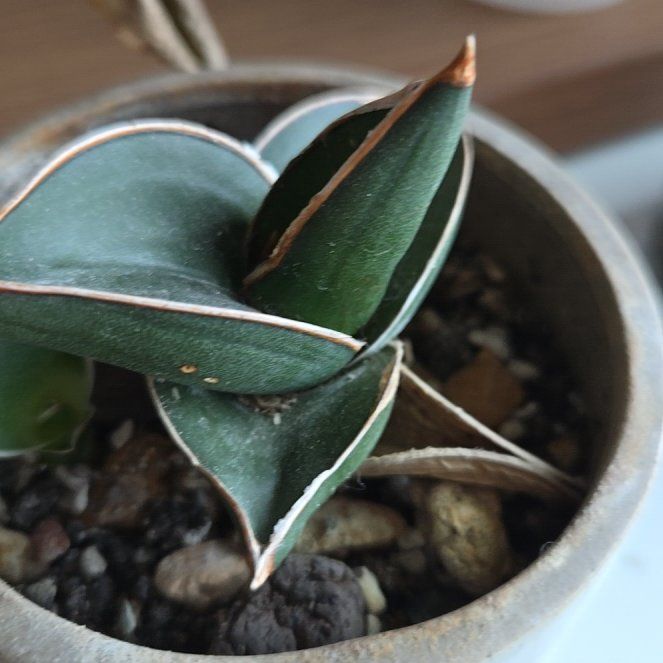 Photo of the plant species Snake Plant by @ExaltedBulrush named Messi on Greg, the plant care app