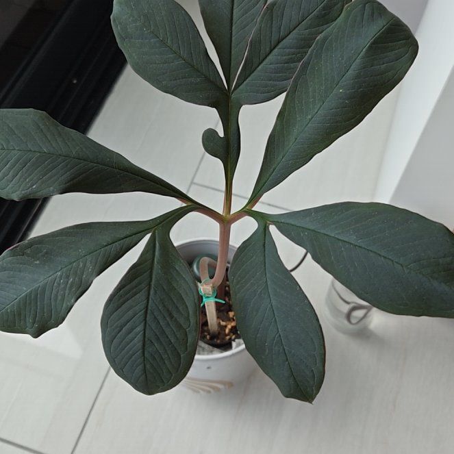 Photo of the plant species Voodoo Lily by @ExaltedBulrush named Sol on Greg, the plant care app
