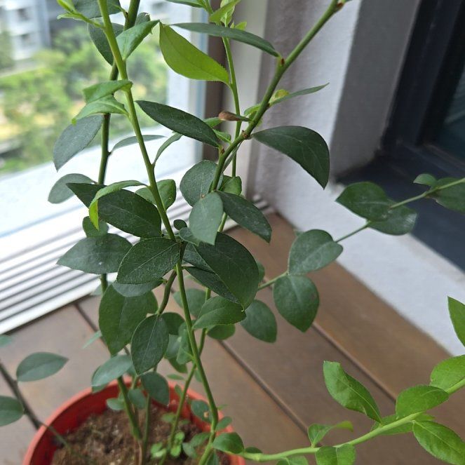 Photo of the plant species Misty Blueberry Bush by @ExaltedBulrush named Treeyoncé on Greg, the plant care app