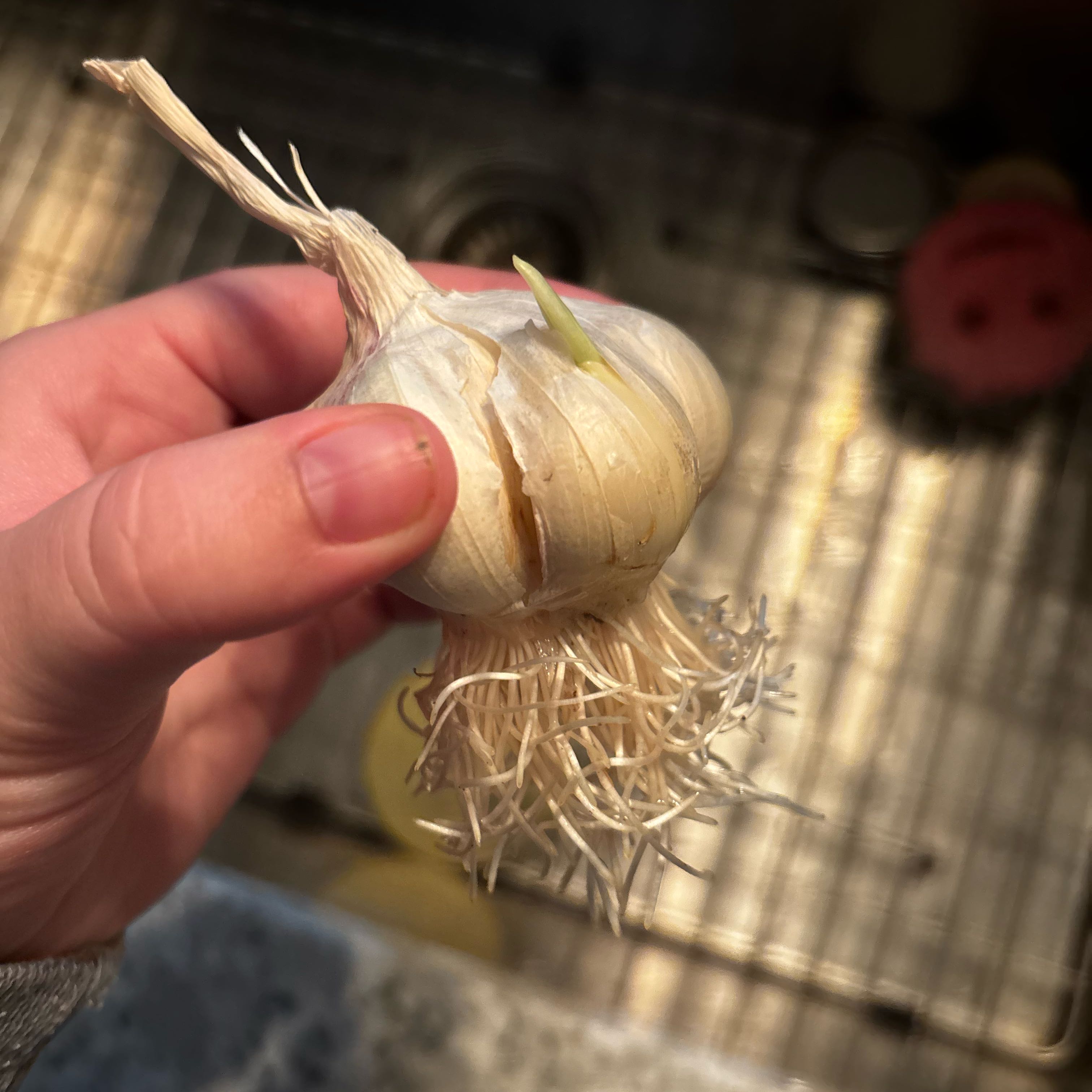 Photo of the plant species Softneck Garlic by @ShowyKawaka2 named Dax on Greg, the plant care app
