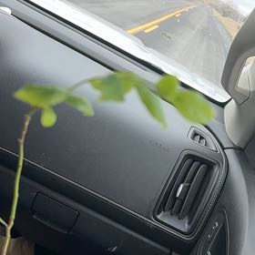 Photo of the plant species Bluecrop Blueberry by @ShowyKawaka2 named Beyonce on Greg, the plant care app