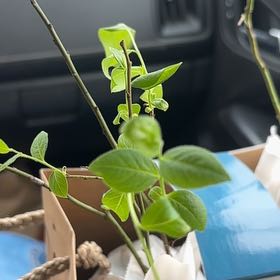 Photo of the plant species Legacy Blueberry Bush by @ShowyKawaka2 named Pax on Greg, the plant care app