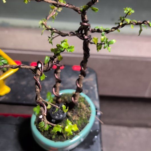Photo of the plant species Singapore Holly by @CozyTejocote27 named Kesha on Greg, the plant care app