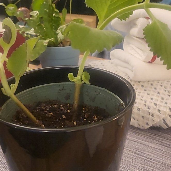 Photo of the plant species Spanish Thyme by @DirectorSunstar named Mando on Greg, the plant care app