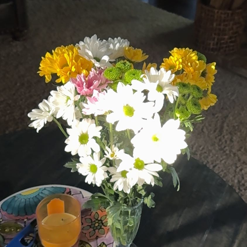 Photo of the plant species Marguerite by @SturdyFuchsia3 named Clooney on Greg, the plant care app