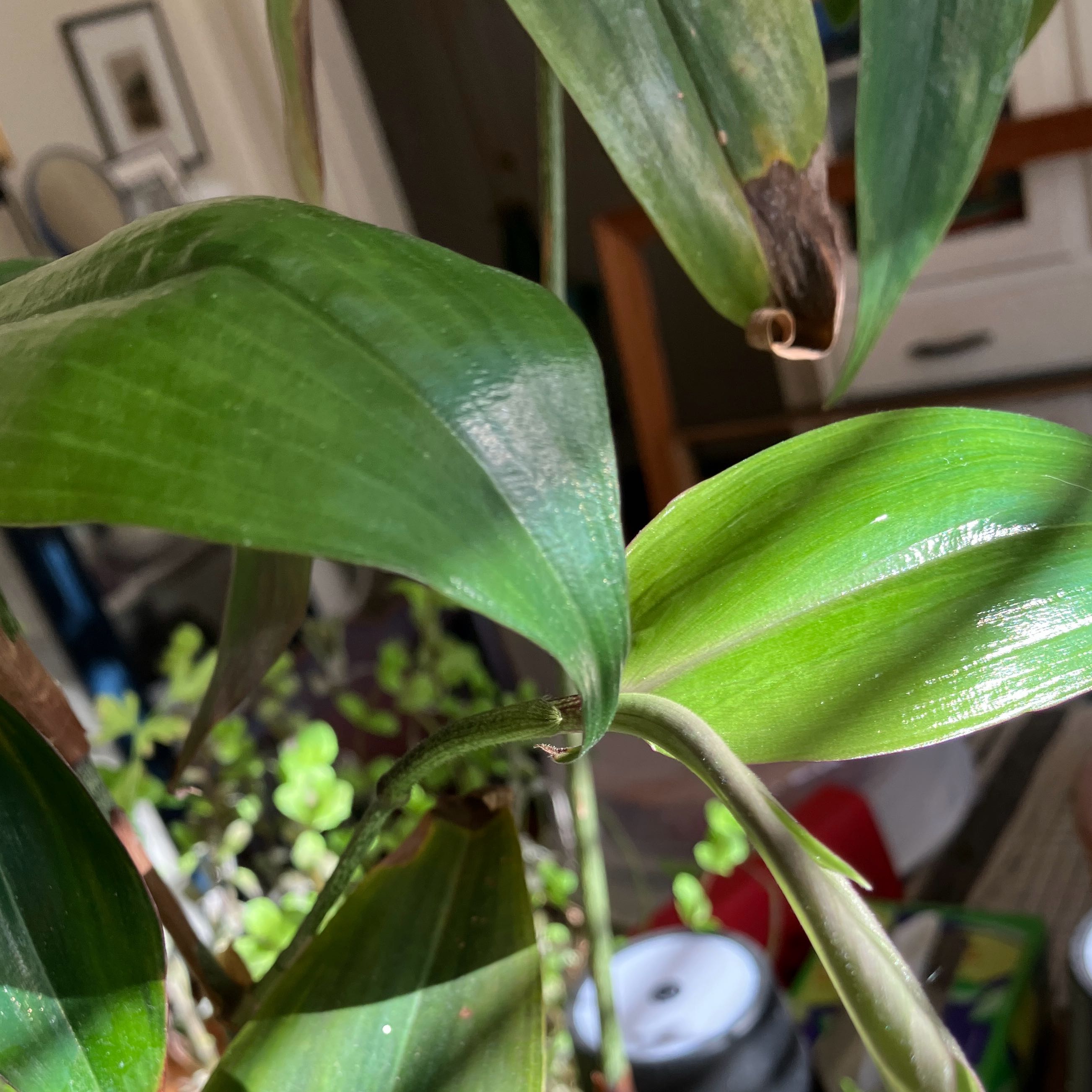 Photo of the plant species Dwarf Weeping Blue Ginger by @ArrestingMiro36 named Doja Cat on Greg, the plant care app
